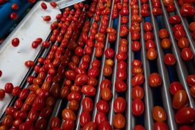 Les tomates de raisin cultivées en serre se déplacent le long d'un convoyeur au centre d'emballage Centro de Productrion Santa Rita SA dans la ville de Villa de Arriaga, San Luis Potosi, Mexique