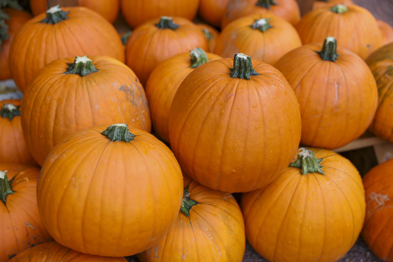C'est la saison des épices de citrouille. Tout le monde ne célèbre pas.