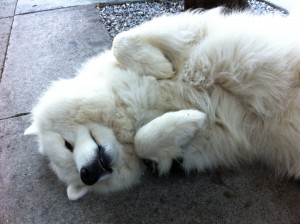 IMG_1131 Revenu idéal pour un maximum de bonheur