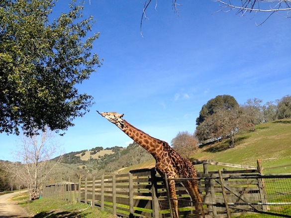 Si près encore jusqu'à présent. Girafe atteignant les feuilles. Fortune chassant la richesse