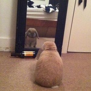 J'aime l'argent, dit le lapin