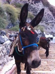 IMG_7834 Imbécile financier