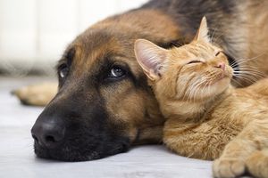 Chat appuyé contre un chien