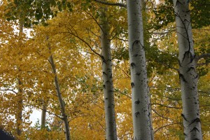 "Automne" par Step Into Color