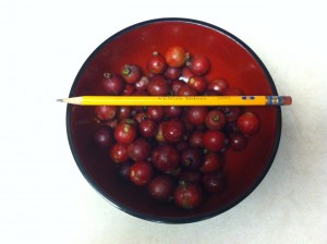 crayon-numéro-2 Crayon numéro 2 sur un bol de goyaves aux fraises