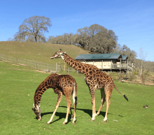 Girafes heureuses broutant dans le champ