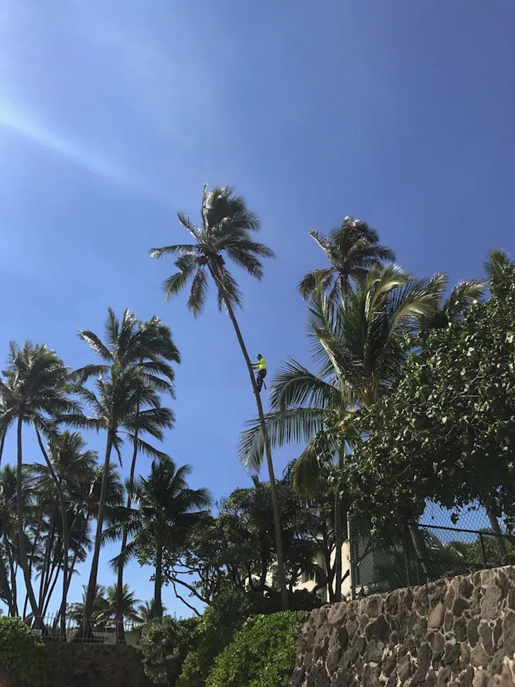noix de coco-1